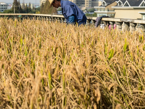 Campuchia kêu gọi nông dân nâng cao chất lượng lúa gạo ảnh 1