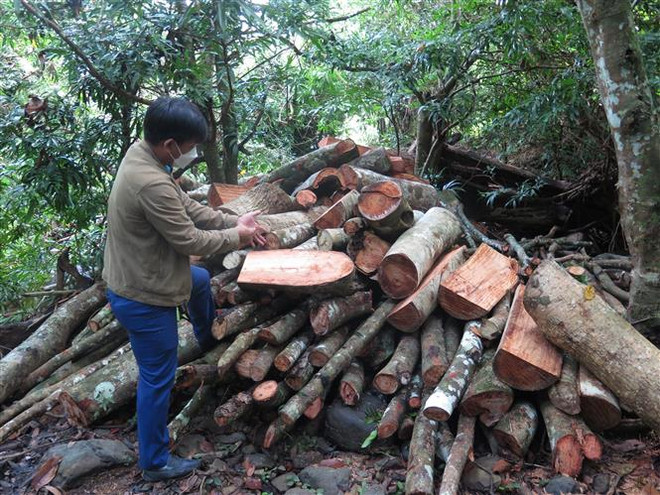Phú Yên: Khởi tố lãnh đạo, nhân viên Ban Quản lý rừng phòng hộ Sơn Hòa ảnh 1