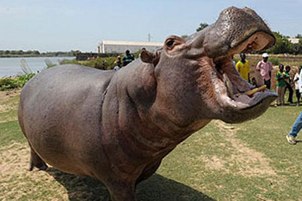 Tám người bị xe ôtô cán chết khi đang cố gắng xẻ thịt hà mã ảnh 1