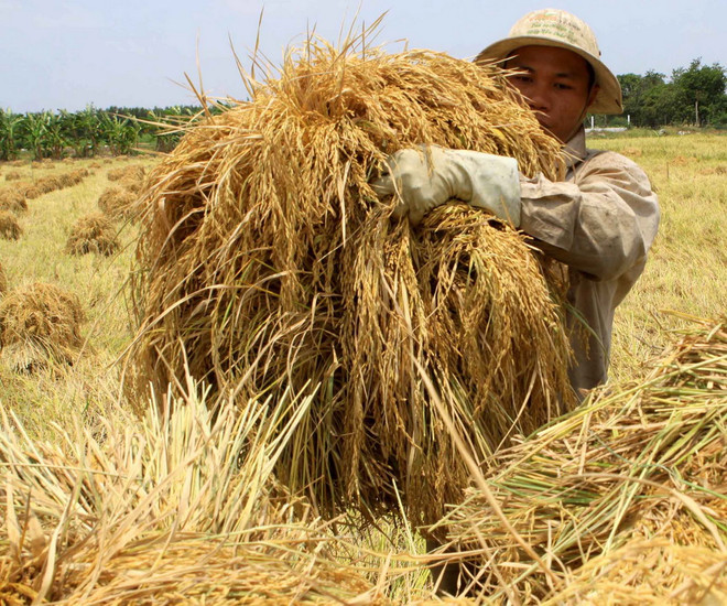 Sản lượng lúa vùng Đồng bằng sông Cửu Long đạt 25,2 triệu tấn ảnh 1