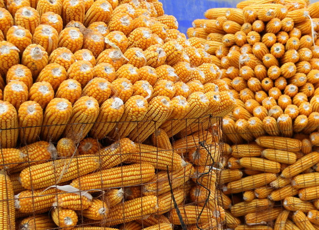 Sản lượng ngô đạt kỷ lục, Argentina cạnh tranh mạnh với Brazil, Mỹ ảnh 1