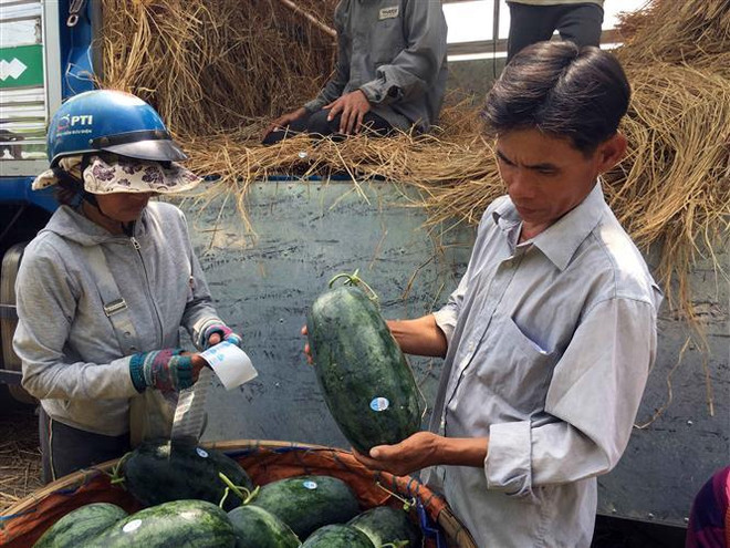 Thông tin về tem có chữ Trung Quốc dán trên dưa hấu Quảng Nam ảnh 1