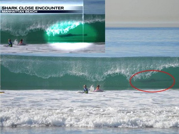 Hai bé trai may mắn thoát chết khỏi cá mập trắng ảnh 1