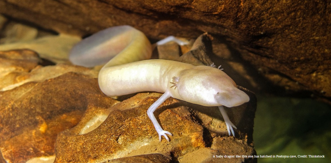 Hồi hộp chờ đón khoảnh khắc trứng “rồng non” nở thành con ảnh 1