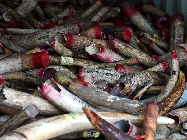 Một người Việt ở Malaysia bị phạt vì giữ ngà voi trái phép ảnh 1