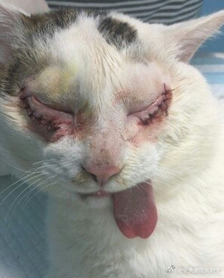 Con mèo hoang gây sốt khi thực hiện ca phẫu thuật cắt mí mắt ảnh 2