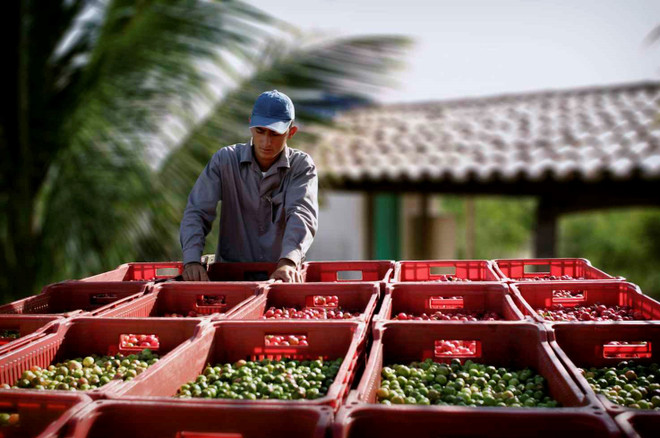 Bên trong nông trại hữu cơ làm nên thương hiệu sản phẩm Amway ảnh 2