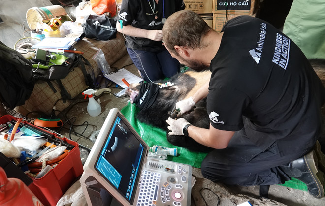 Cứu hộ thêm 2 cá thể gấu ngựa về ‘ngôi nhà gấu’ lớn nhất Việt Nam ảnh 2