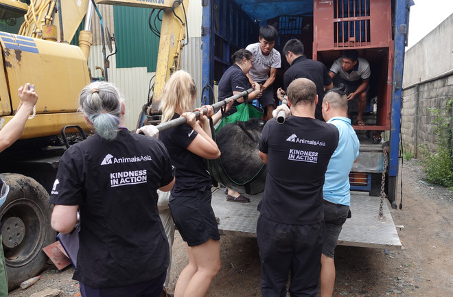 Cứu hộ thêm 2 cá thể gấu ngựa về ‘ngôi nhà gấu’ lớn nhất Việt Nam ảnh 3