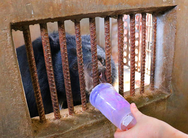 Cứu hộ thành công 14 cá thể gấu bị nuôi nhốt trái phép trong năm 2016 ảnh 2