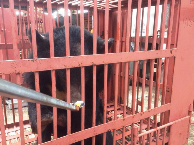 Cứu hộ thành công 14 cá thể gấu bị nuôi nhốt trái phép trong năm 2016 ảnh 4