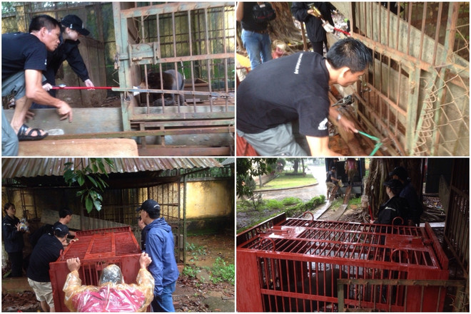 Cứu hộ thành công 14 cá thể gấu bị nuôi nhốt trái phép trong năm 2016 ảnh 6
