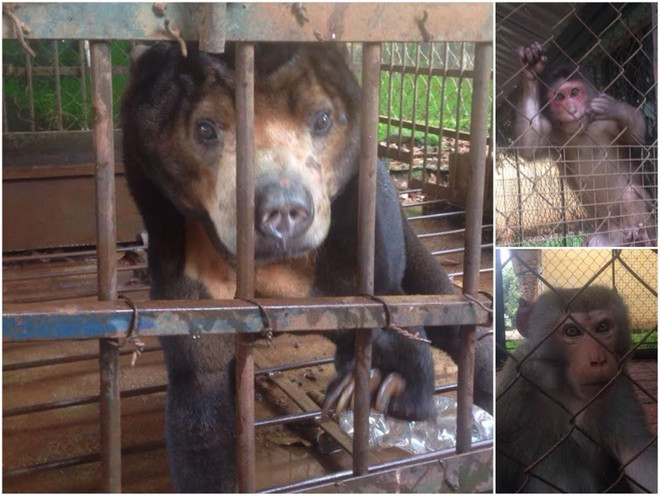 Cứu hộ thành công 14 cá thể gấu bị nuôi nhốt trái phép trong năm 2016 ảnh 3