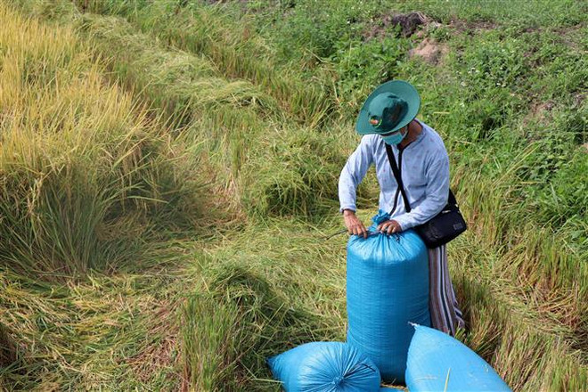 Thị trường nông sản tuần qua: Giá lúa giảm, gạo lại tăng ảnh 1
