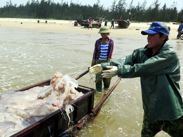 Hoàn thành dứt điểm chi trả bồi thường do sự cố biển miền Trung ảnh 1