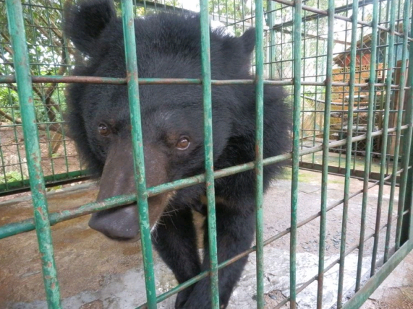 Thêm một cá thể được trở về “ngôi nhà” gấu lớn nhất Việt Nam ảnh 1
