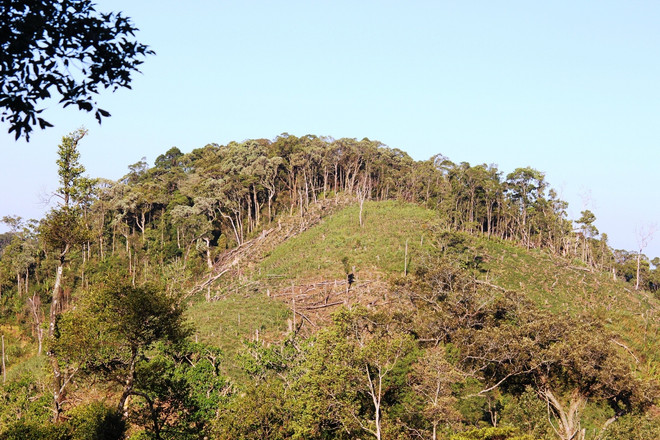 Quản lý đất nông lâm trường chủ yếu là khoán trắng, phát canh thu tô ảnh 3