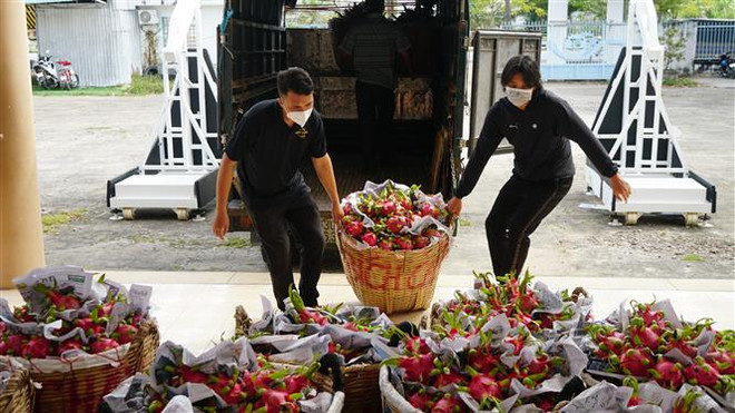 Hỗ trợ tiêu thụ 5 tấn thanh long ruột đỏ cho nông dân. (Ảnh: Ánh Tuyết/TTXVN) Tuổi trẻ Cần Thơ hỗ trợ nông dân tiêu thụ 5 tấn thanh long ruột đỏ ảnh 1