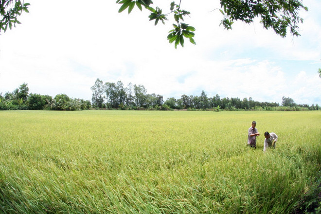 FAO: Kết quả xóa đói giảm nghèo của Việt Nam sẽ còn tốt hơn nữa ảnh 1