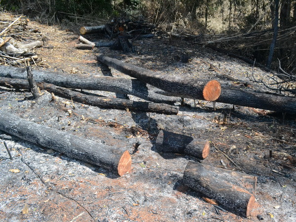 Khởi tố, bắt tạm giam đối tượng chủ mưu phá rừng ở Đắk Nông ảnh 1