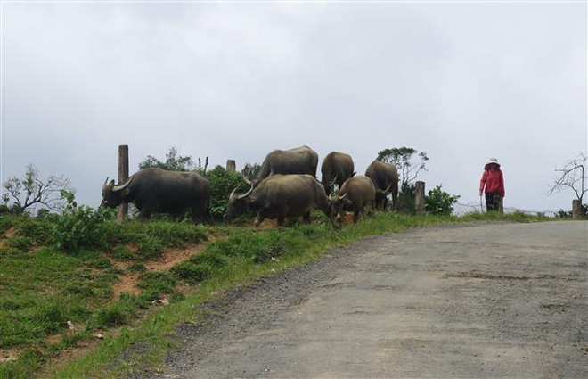 Kon Tum: Tiếp tục xảy ra 7 trận động đất tại huyện Kon Plông ảnh 1