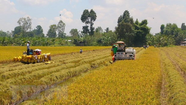 Dịch COVID-19: Sớm tạo 'luồng xanh cho doanh nghiệp xuất khẩu gạo ảnh 2