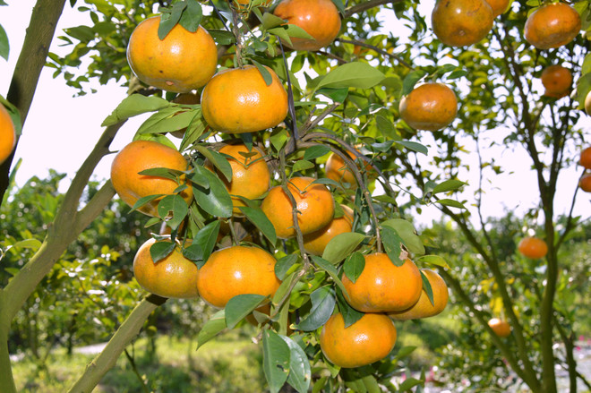 Đồng Tháp: Nhà vườn mở cửa đón khách tham quan vườn quýt hồng ảnh 1