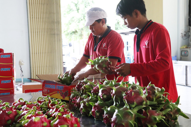 Bài toán cho hàng hóa Đồng bằng sông Cửu Long: Mở rộng cửa xuất khẩu ảnh 2