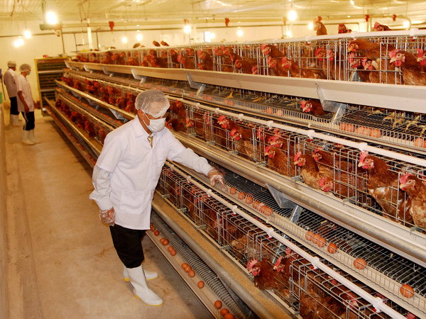 Hà Nội: Trại gà CP Xuân Long bị “tố” gây ô nhiễm môi trường ảnh 1