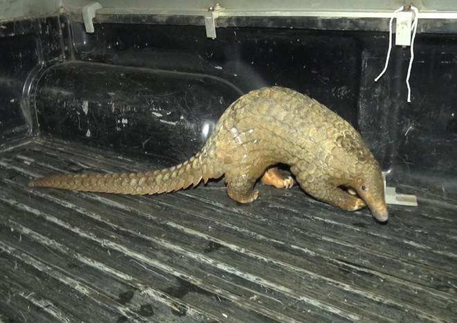 Bình Phước: Tiếp nhận cá thể tê tê quý hiếm đi lạc vào khu dân cư ảnh 1