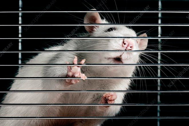(Nguồn: sciencephoto.com) Nhật Bản thành công trong chọn giới tính cho chuột thụ tinh nhân tạo ảnh 1