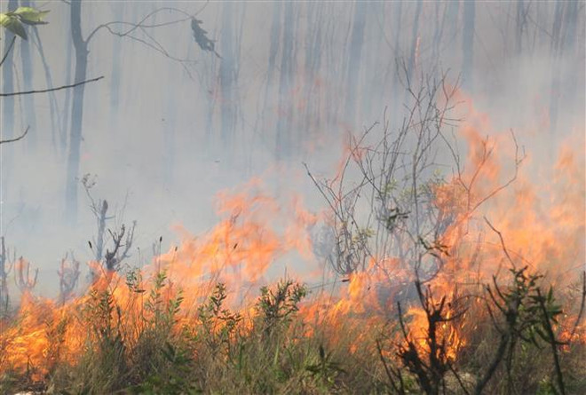 500 người tham gia khống chế đám cháy rừng tại thị xã Cửa Lò ảnh 1