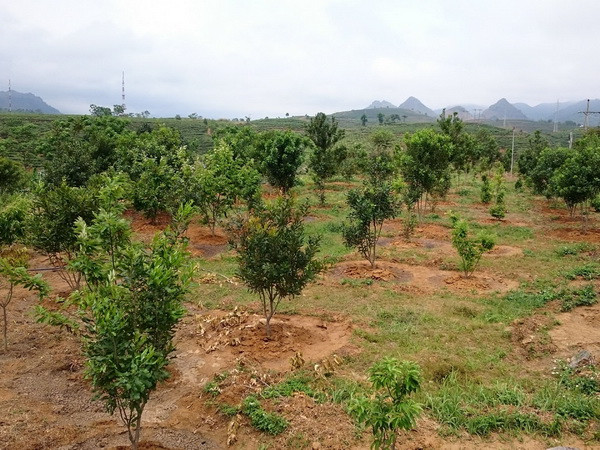 Thanh Hóa dừng đề án quy hoạch phát triển cây mắcca ảnh 1