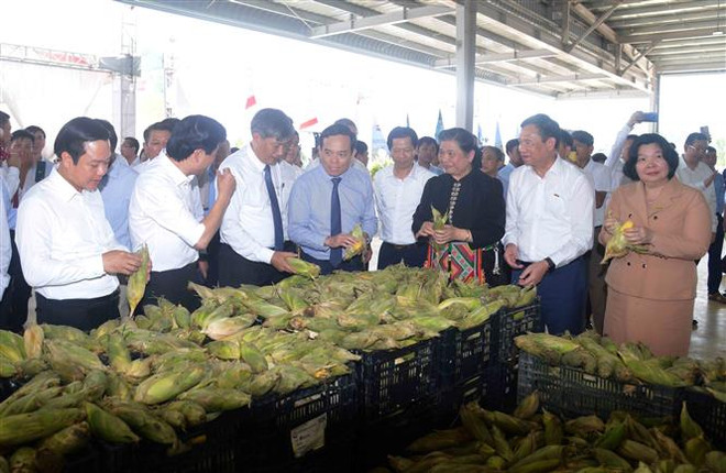 Khánh thành Trung tâm chế biến rau, quả hiện đại nhất vùng Tây Bắc ảnh 3