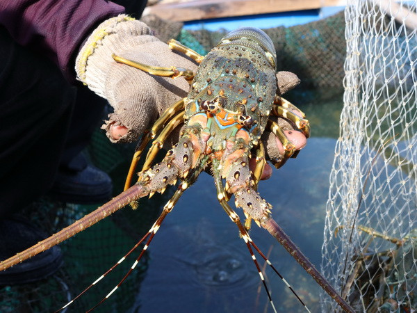 Xuất khẩu tôm sang Mỹ rất khó tăng trưởng mạnh trong thời gian tới ảnh 1