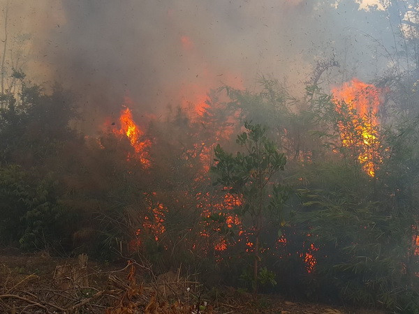 Quảng Nam: Cháy dữ dội tại rừng dương liễu chắn cát ven biển ảnh 1