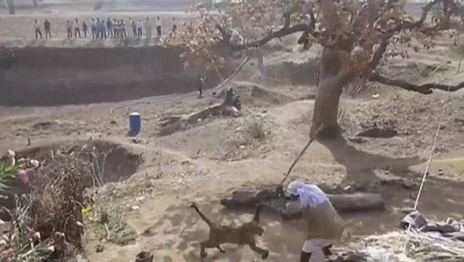 [Video] Người đàn ông cầm gậy chiến đấu với con báo dữ tợn ảnh 1