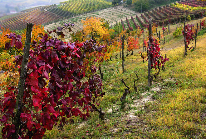 Sản lượng nho thấp kỷ lục, ngành rượu vang Italy có nguy cơ thất bát ảnh 1