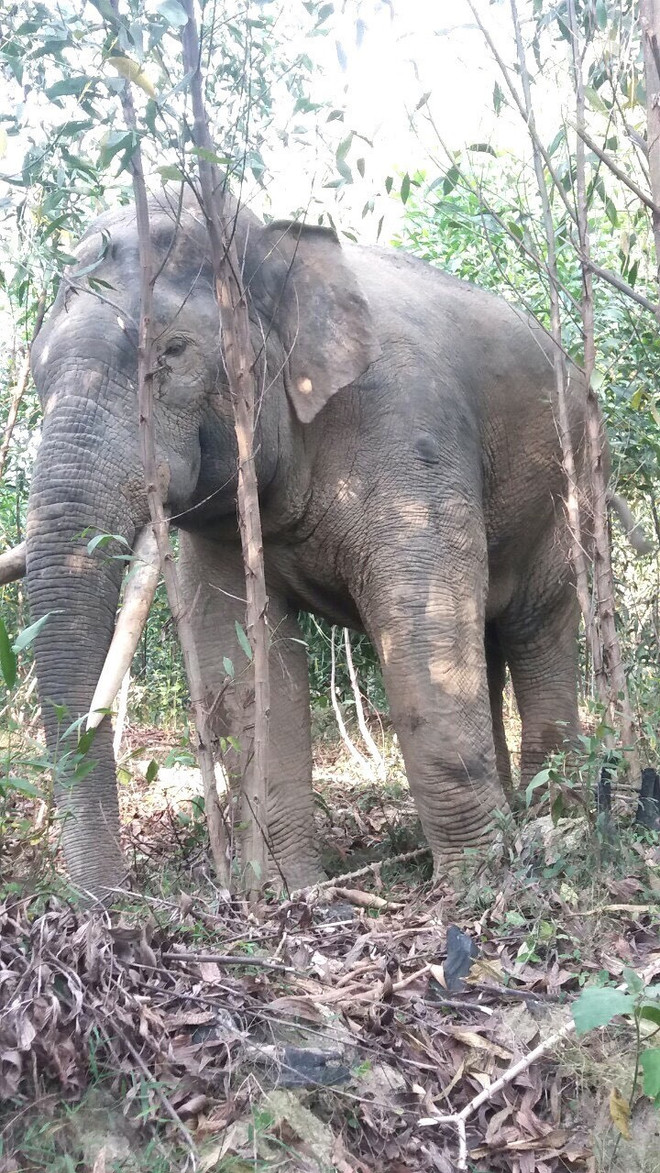 Đồng Nai: Voi rừng thường xuyên phá hoại tài sản, hoa màu của dân ảnh 2