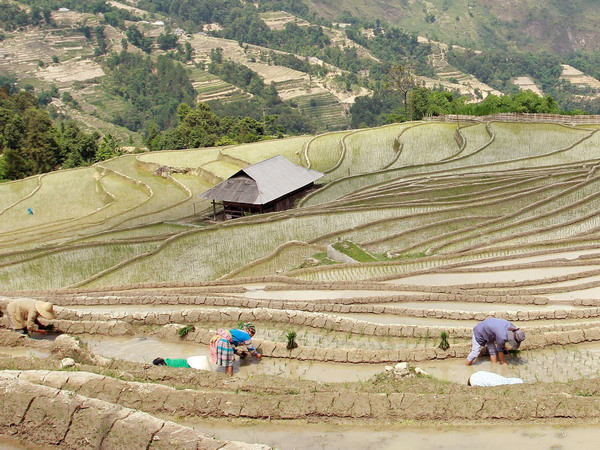 Vẻ đẹp lung linh của ruộng bậc thang Hoàng Su Phì mùa đổ nước ảnh 1