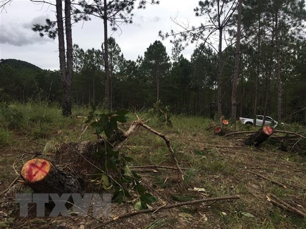 Lâm Đồng: Xử phạt hơn 220 triệu đồng với 2 chủ hộ có hành vi phá rừng ảnh 1