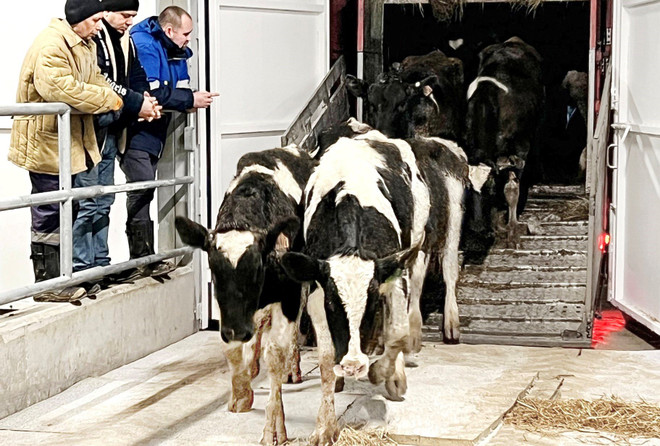 TH-RUS đón đàn bò sữa gần 2.400 con về trang trại ở Kaluga của LB Nga ảnh 1