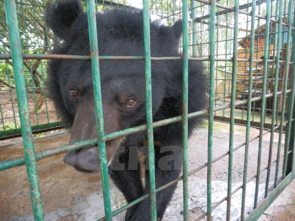 Quảng Ninh chưa hoàn tất việc đưa gấu về trung tâm cứu hộ Tam Đảo ảnh 1