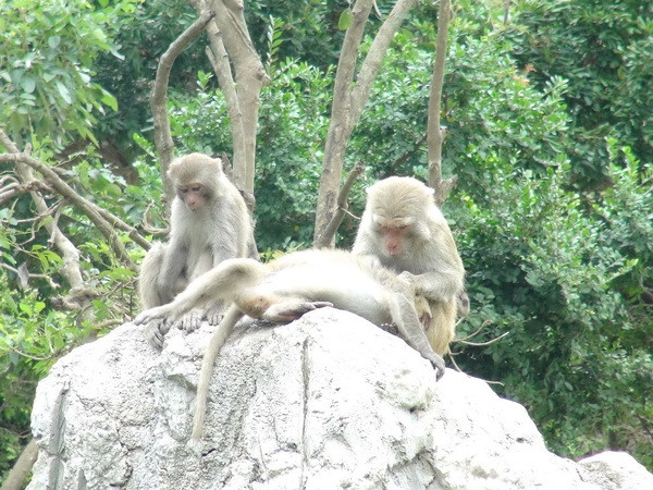 Xác minh tin đồn 'khỉ trắng báo oán bắt hồn người' tại Điện Biên ảnh 1
