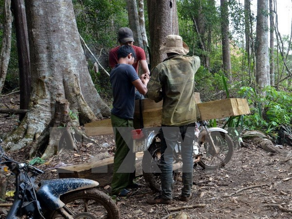 Kỷ luật các cá nhân có liên quan tới vụ phá rừng Đăk Glei ảnh 1