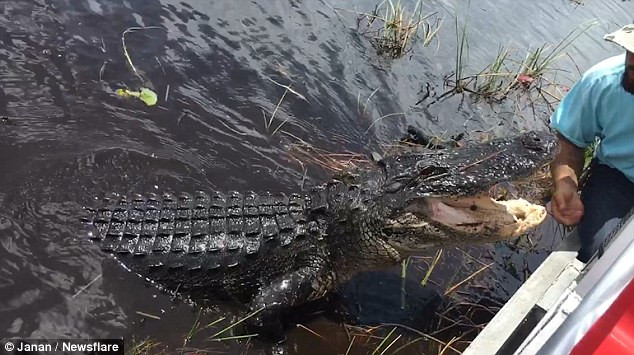 Hướng dẫn viên liều mạng đưa tay ra để nhử con cá sấu hung dữ ảnh 1