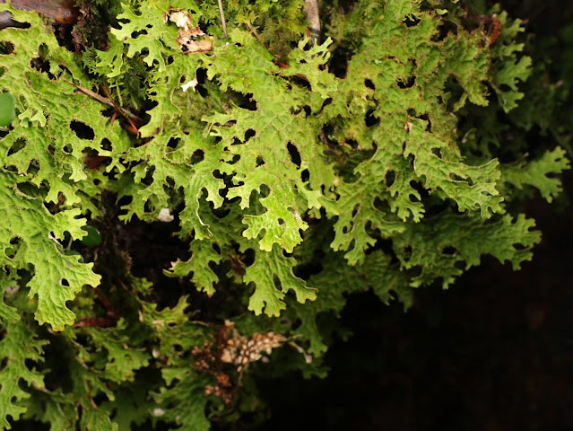 Lần đầu công bố quá trình tiến hóa của tảo xanh Lobaria ảnh 1