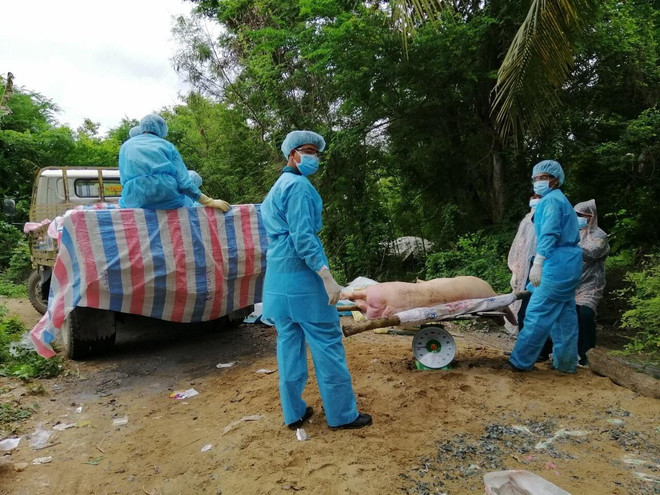 Hướng dẫn tiêu huỷ lợn bị bệnh tả châu Phi bằng phương pháp đốt ảnh 1