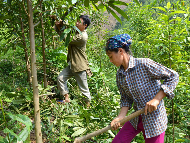 Chi trả dịch vụ môi trường rừng: Thiếu vắng một hệ thống giám sát ảnh 1