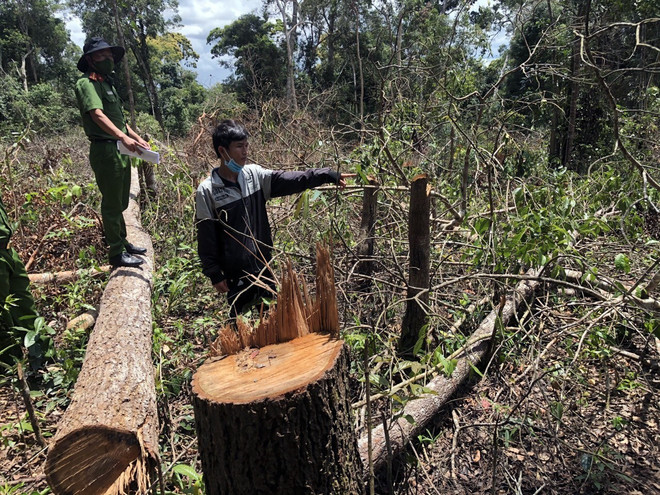 Đắk Nông: Khởi tố 7 đối tượng phá rừng trong mùa dịch COVID-19 ảnh 1